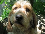 Mâle adulte croisé de type griffon robe sable à adopter