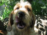 Mâle adulte croisé de type griffon robe sable à adopter