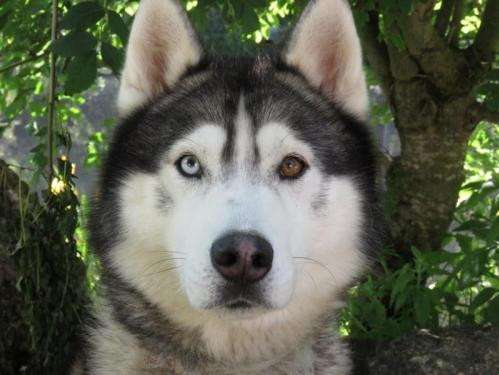 Mâle adulte d'apparence Husky Sibérien couleur grise et blanche disponible