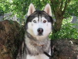 Mâle adulte d'apparence Husky Sibérien couleur grise et blanche disponible