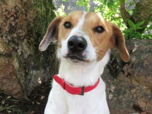 Mâle adulte de type Beagle robe bicolore à adopter