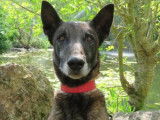 Mâle adulte de type berger Belge Malinois couleur grise et noire disponible