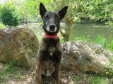 Mâle adulte de type berger Belge Malinois couleur grise et noire disponible