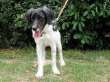Jeune mâle de type Border Collie robe noire et blanche disponible