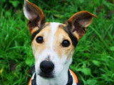 Mâle adulte de type Jack Russel Terrier couleur blanche et beige disponible