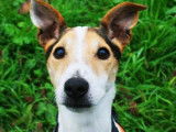 Mâle adulte de type Jack Russel Terrier couleur blanche et beige disponible