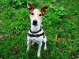 Mâle adulte de type Jack Russel Terrier couleur blanche et beige disponible