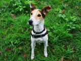 Mâle adulte de type Jack Russel Terrier couleur blanche et beige disponible