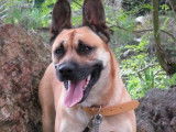 Femelle adulte croisée de type berger Belge Malinois couleur sable disponible
