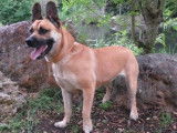 Femelle adulte croisée de type berger Belge Malinois couleur sable disponible