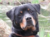 Mâle adulte croisé Rottweiler couleur noire et feu disponible