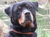 Mâle adulte croisé Rottweiler couleur noire et feu disponible