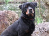 Mâle adulte croisé Rottweiler couleur noire et feu disponible