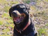 Mâle adulte croisé Rottweiler couleur noire et feu disponible