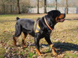 Mâle adulte croisé Rottweiler couleur noire et feu disponible
