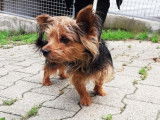 Femelle adulte croisée de type Yorkshire Terrier couleur noire et feu disponible