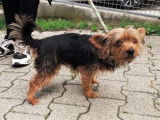 Femelle adulte croisée de type Yorkshire Terrier couleur noire et feu disponible