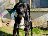 Mâle adulte croisé de type dogue Argentin robe noire et blanche disponible