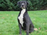 Mâle adulte croisé de type dogue Argentin robe noire et blanche disponible