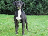 Mâle adulte croisé de type dogue Argentin robe noire et blanche disponible