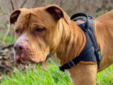 Mâle adulte croisé de type dogue de Bordeaux robe orangée disponible