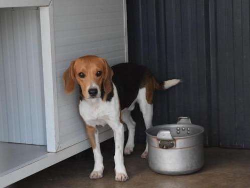 Jeune mâle de type Beagle robe tricolore disponible à l'adoption
