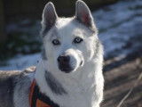M&acirc;le adulte 9 ans de type Husky Sib&eacute;rien robe grise disponible