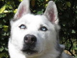 M&acirc;le adulte 9 ans de type Husky Sib&eacute;rien robe grise disponible