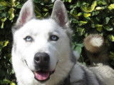 M&acirc;le adulte 9 ans de type Husky Sib&eacute;rien robe grise disponible