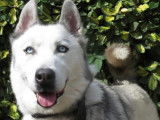 M&acirc;le adulte 9 ans de type Husky Sib&eacute;rien robe grise disponible