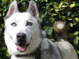 M&acirc;le adulte 9 ans de type Husky Sib&eacute;rien robe grise disponible