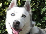 M&acirc;le adulte 9 ans de type Husky Sib&eacute;rien robe grise disponible