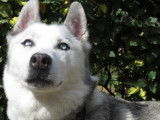 M&acirc;le adulte 9 ans de type Husky Sib&eacute;rien robe grise disponible