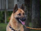 Jeune m&acirc;le de type berger Belge Malinois robe fauve disponible