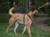 Jeune m&acirc;le de type berger Belge Malinois robe fauve disponible