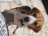 Beau male Beagle LOF pour saillie