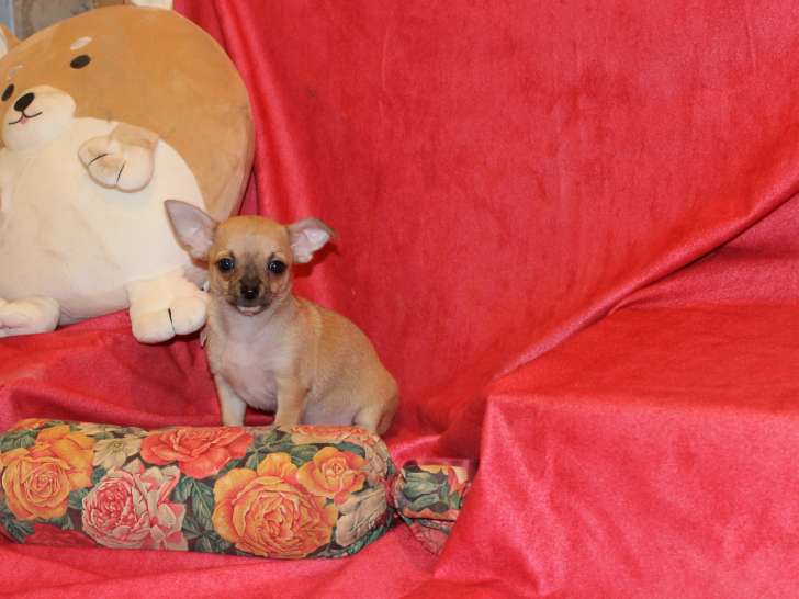 Chiot Chihuahua LOF à vendre