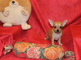 Chiot Chihuahua LOF à vendre