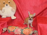 Chiot Chihuahua LOF à vendre