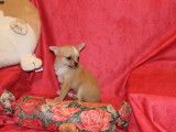 Chiot Chihuahua LOF à vendre