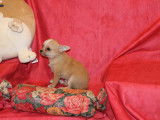 Chiot Chihuahua LOF à vendre