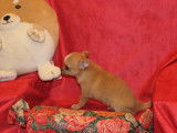Chiot Chihuahua LOF à vendre
