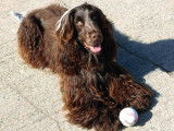 Cocker Anglais LOF disponible pour saillie