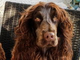 Cocker Anglais LOF disponible pour saillie