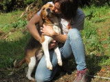 M&acirc;le adulte de type Beagle 10 ans 1/2 robe fauve &agrave; adopter