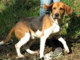 M&acirc;le adulte de type Beagle 10 ans 1/2 robe fauve &agrave; adopter