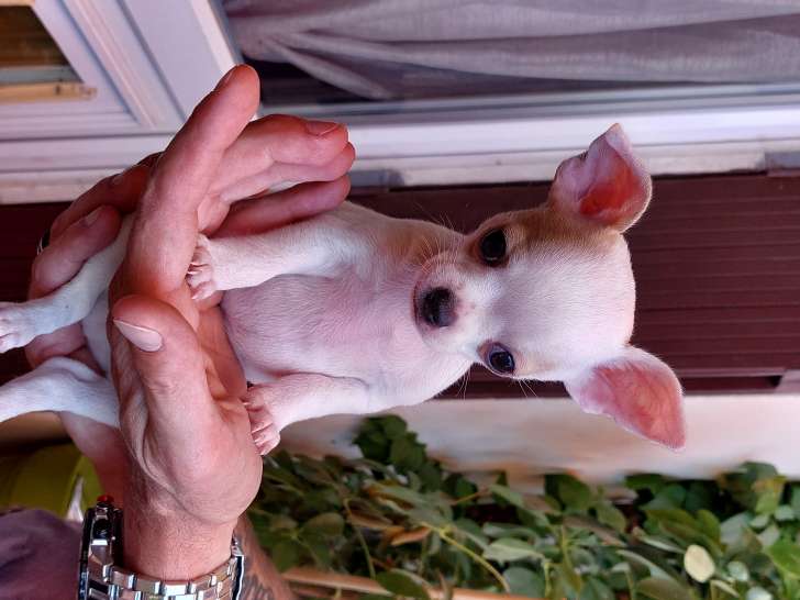 Vends chiot Chihuahua mâle