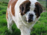 Femelle adulte de type Saint-Bernard robe blanche et orang&eacute;e disponible