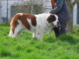 Femelle adulte de type Saint-Bernard robe blanche et orang&eacute;e disponible