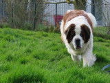 Femelle adulte de type Saint-Bernard robe blanche et orang&eacute;e disponible